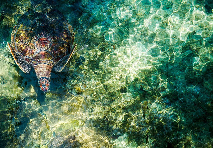 A turtle in crystal clear waters, viewed from the top