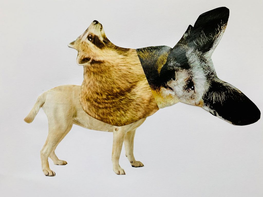 Sur un fond blanc, un collage d’une créature a été réalisé à l’aide de 3 animaux distincts. La créature a un corps de chien au pelage beige, de type Golden Retriever. En guise de tête, un raton laveur et la tête d’un fennec s’opposent. 